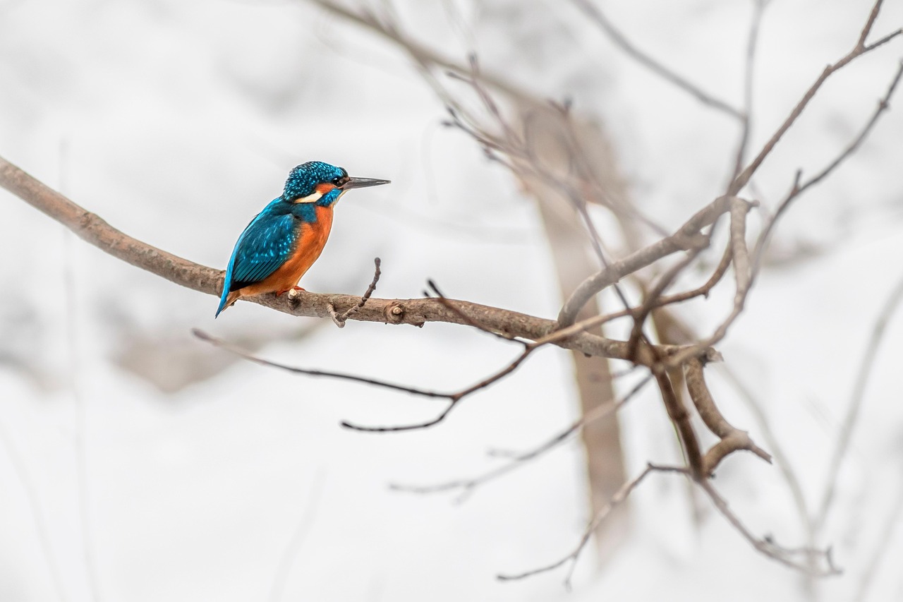 Common Kingfisher - free online jigsaw puzzle photo