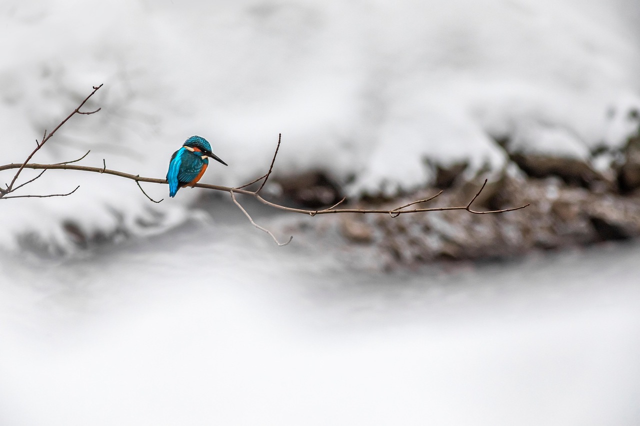 Common Kingfisher - free online jigsaw puzzle photo