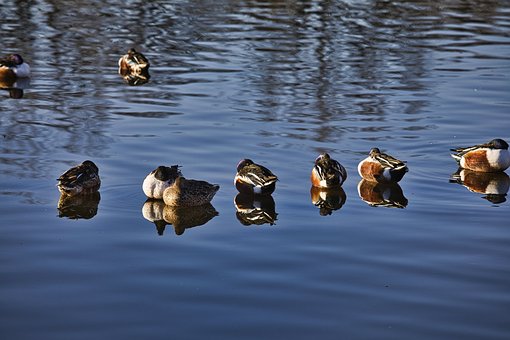 Free Birds Ducks photo and picture