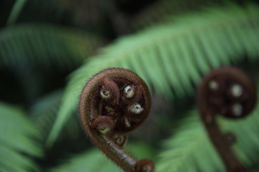Free Nature Fiddlehead photo and picture
