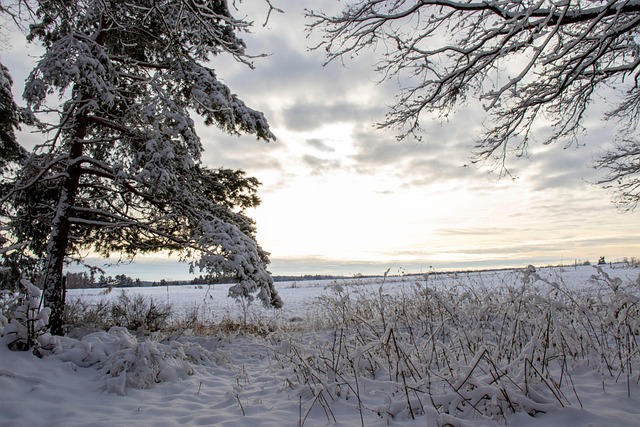 Free Snow Winter photo and picture