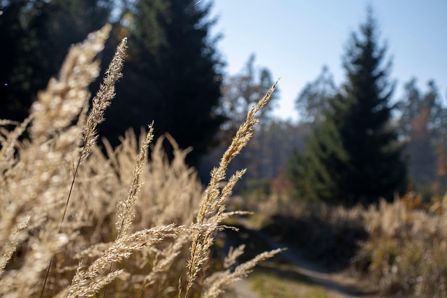 Free Autumn Forest photo and picture