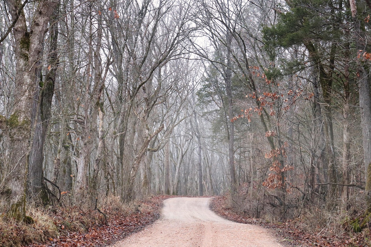 Trees Road Free photo on Pixabay