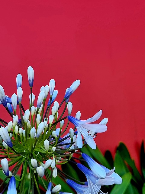 Free Flowers Lily Of The Nile photo and picture