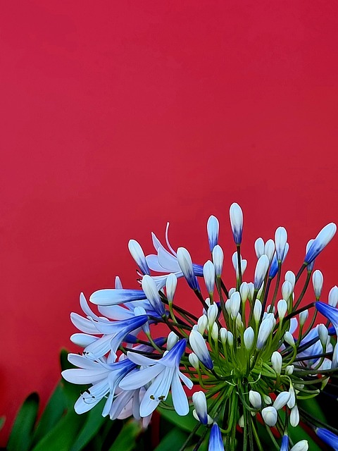 Free Flowers Lily Of The Nile photo and picture