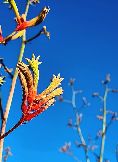 Free Kangaroo Paw Flower photo and picture