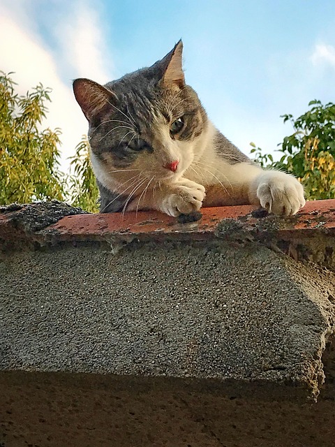 Kat, Dyr, Maskot, Kat På Taget, Feline