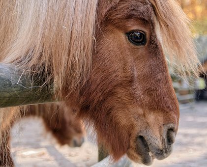 Dier, Paard, Zoogdier, Pony