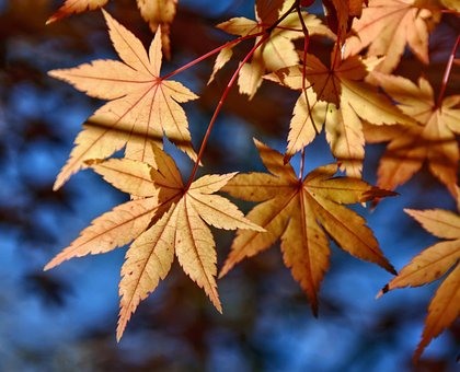 Herfst, Natuur, Bos, Bladeren, Seizoen