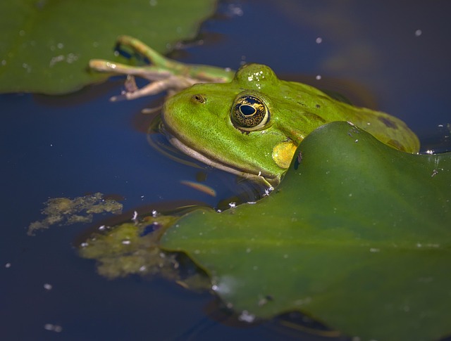 Sapo Comestível, Rã, Animal, Anfíbio