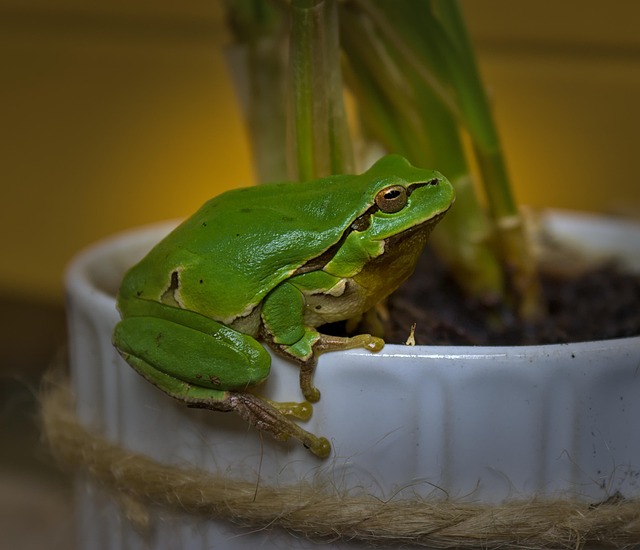 Rã, Sapo De Árvore, Natureza, Animal