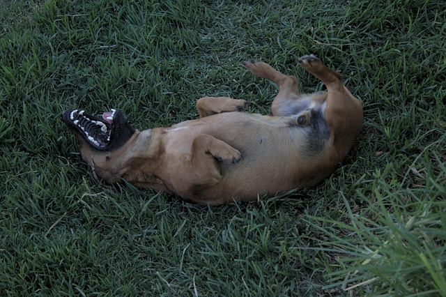 Picture of Dog Grass Teeth - Free photo on Pixabay - Pixabay