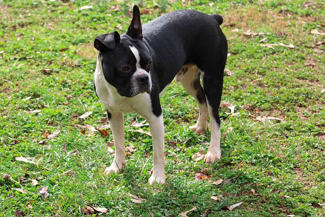 Free Boston Terrier Dog photo and picture