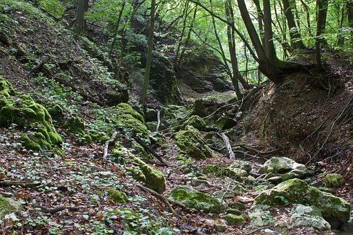 Wald, Natur, Hdr, Fantasy, Schlucht