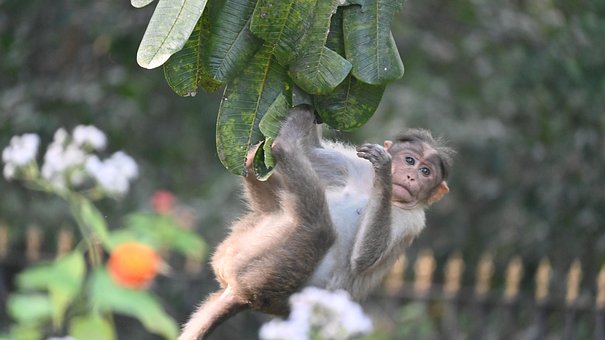 Free Monkey Primate photo and picture