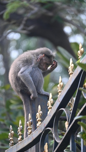 Free Monkey Primate photo and picture