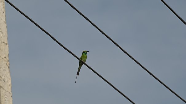 Free Bee Rate Bird photo and picture