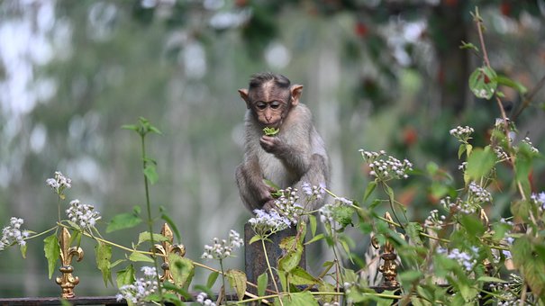 Free Monkey Nature photo and picture