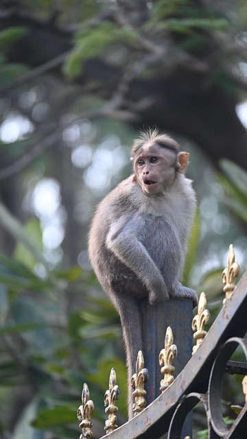 Free Monkey Primate photo and picture