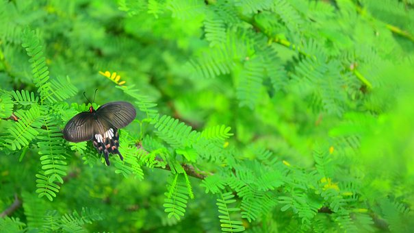 Free Butterfly Wings photo and picture