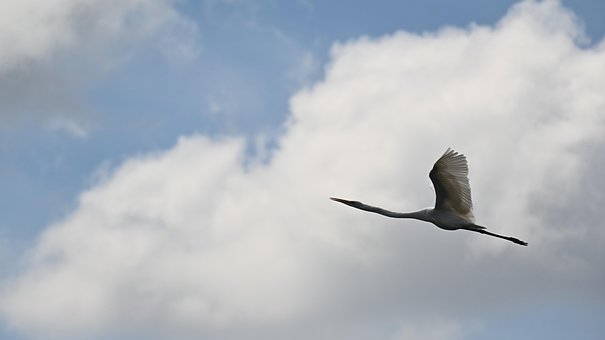 Free Birds Great Indian Egret photo and picture