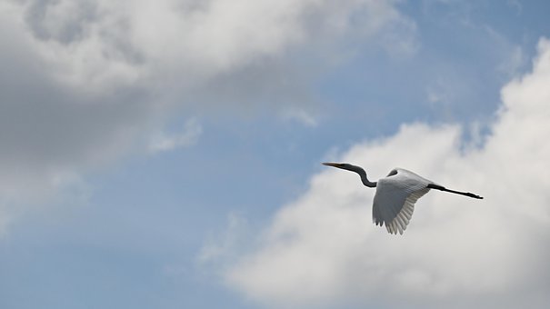 Free Egret Bird photo and picture