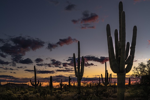 Woestijn, Cactus, Schemering