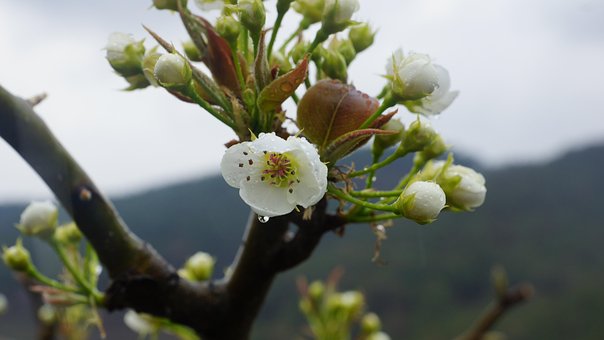 Free Times Pear Flower photo and picture