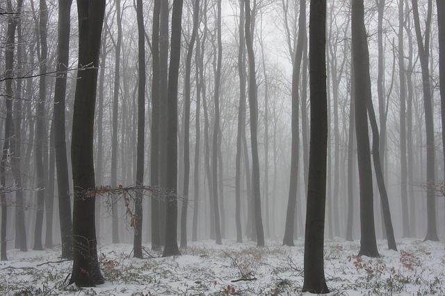 Natureza, Inverno, Frio, Nevoeiro