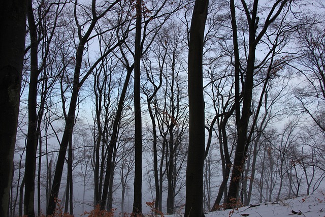 Arvores, Floresta, Natureza, Névoa, Frio