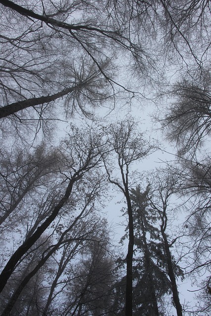 Árvores, Floresta, Nevoeiro, Frio