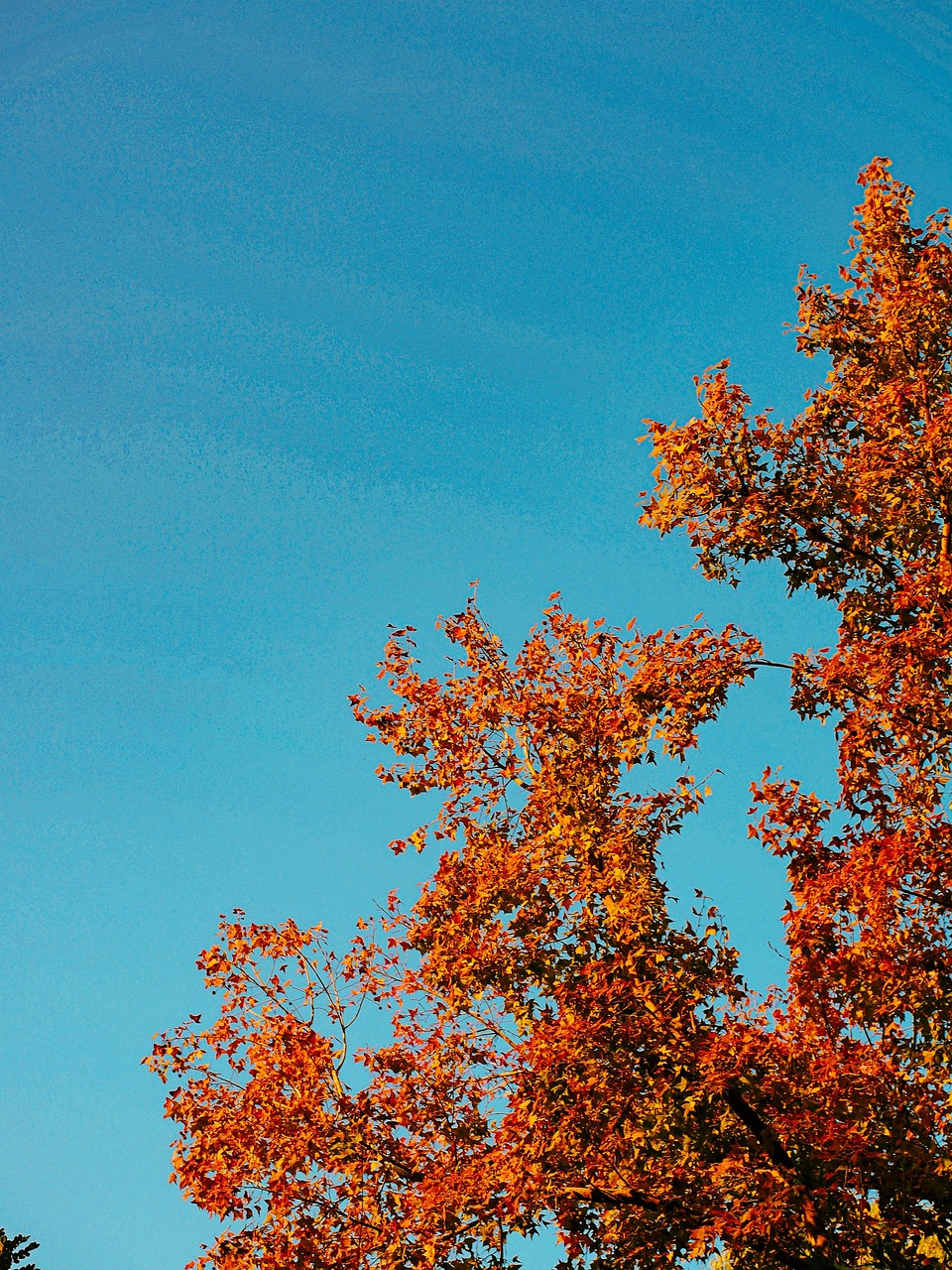 Blue Sky Autumn Leaves - Free photo on Pixabay - Pixabay