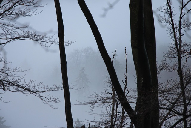 Nevoeiro, Neve, Árvores, Natureza, Edő