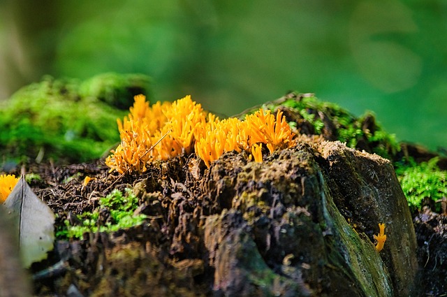 Free Mushroom Sticky Horn photo and picture