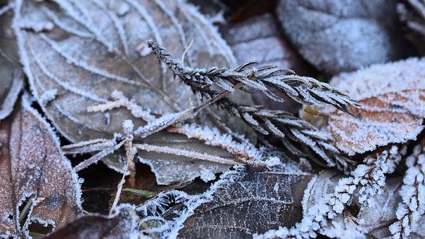 Free Frost Ice photo and picture