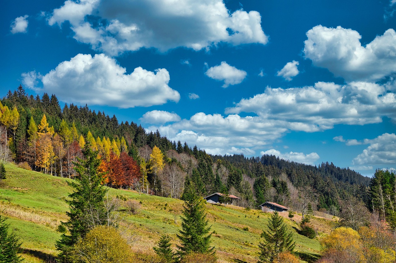 Forest - free online jigsaw puzzle photo