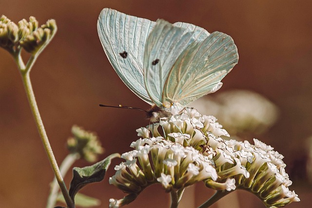 Download free HD stock image of Butterfly Flower Free Butterfly Flower photo and picture