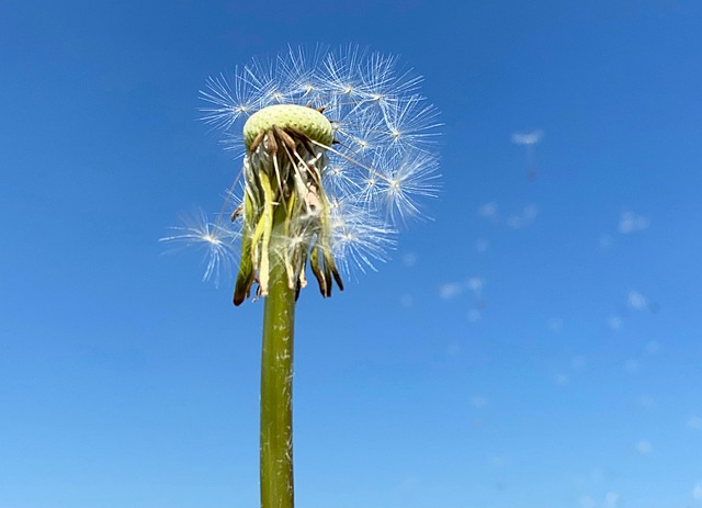 Free Dandelion Dog Flower photo and picture