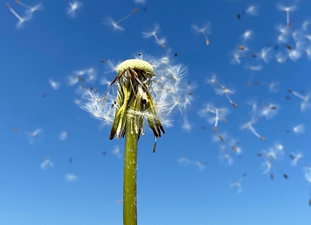 Free Dandelion Dog Flower photo and picture