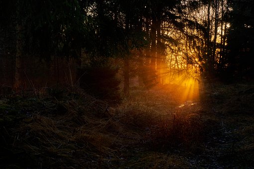 Free Sunset Forest photo and picture