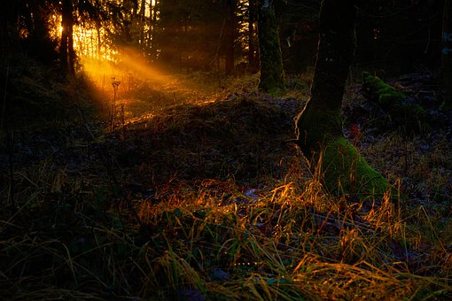 Free Sunset Forest photo and picture