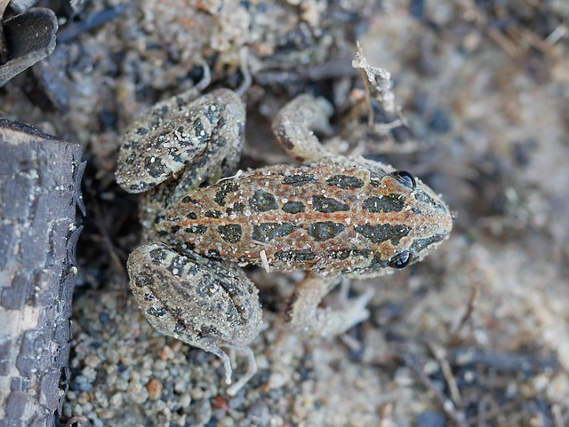 Free Frog Animal photo and picture