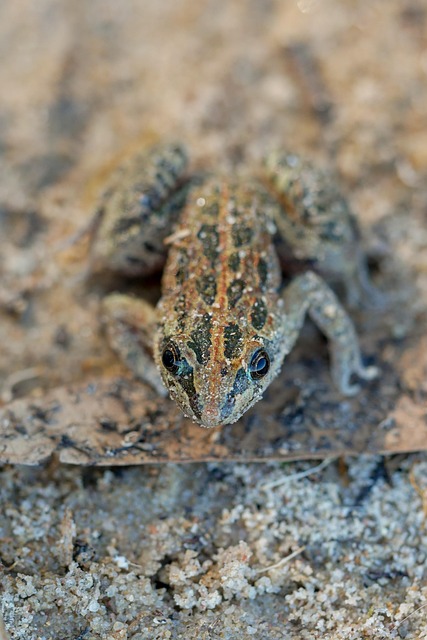 Free Frog Amphibian photo and picture