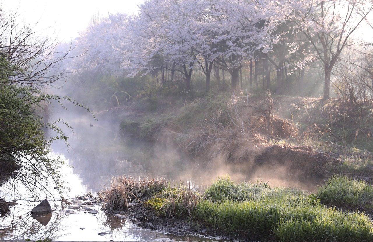 햇살 아침 안개 - Pixabay의 무료 사진 - Pixabay