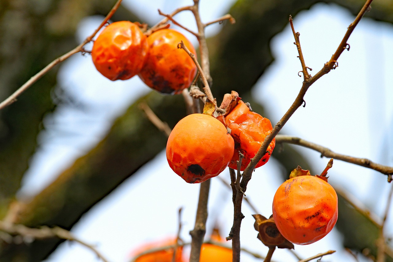 树 柿子 水果 - Pixabay上的免费照片 - Pixabay