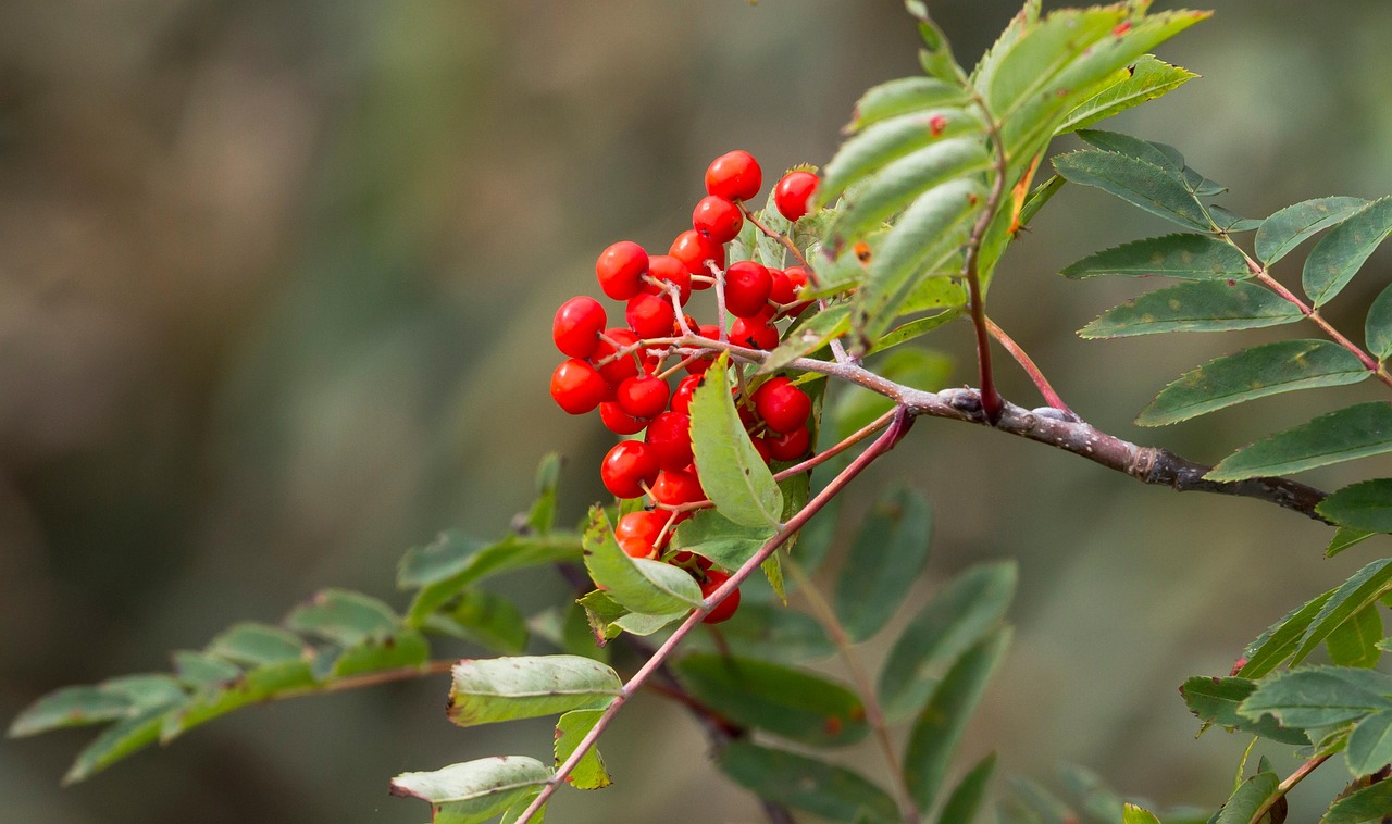 400+ kostnadsfria bilder med Rönnbär och Bär - Pixabay