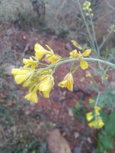 Free Flower Plant photo and picture