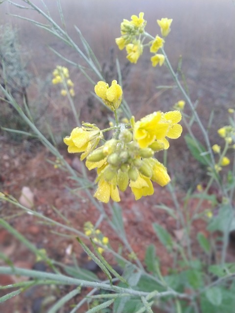 Free Flower Plant photo and picture