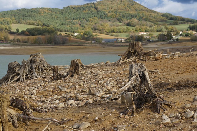 Free Stones Tree Trunk photo and picture