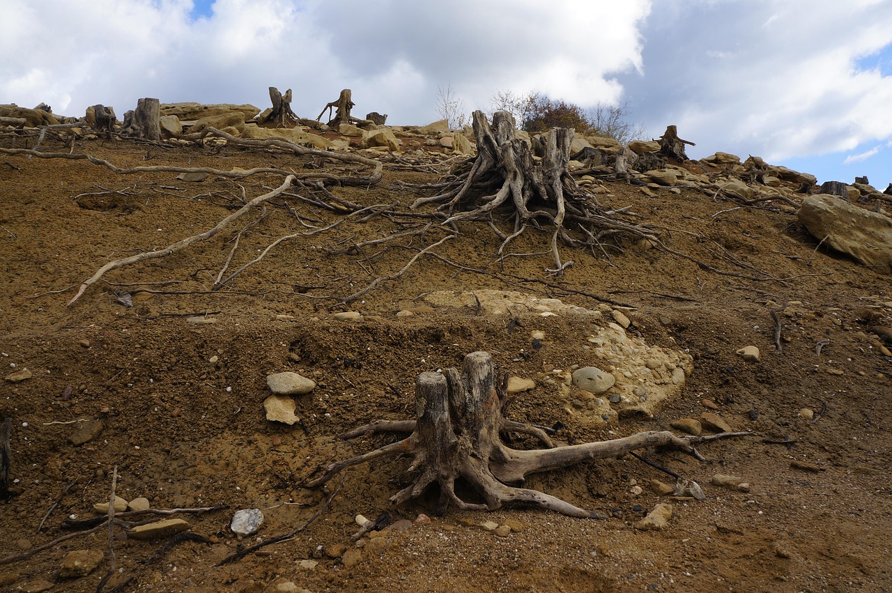 90+ Free Dead Tree Stump & Tree Stump Images Pixabay